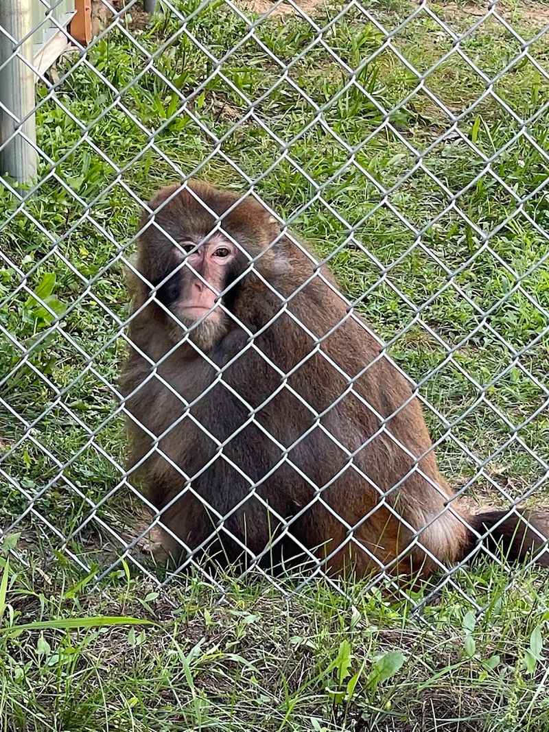 Understanding the Importance of Primate Rescue Efforts