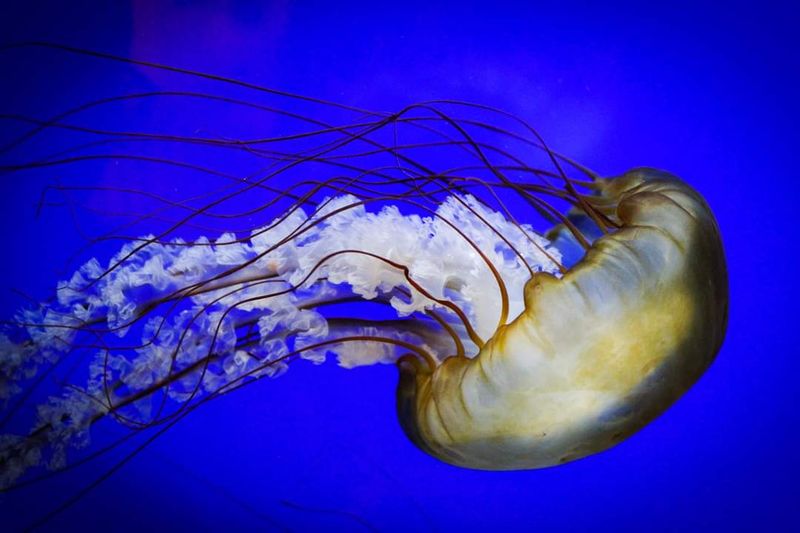 Jellyfish Tanks That Feel Like Living Art