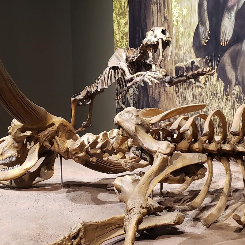 The Fossil Preparation Lab You Can Actually Watch