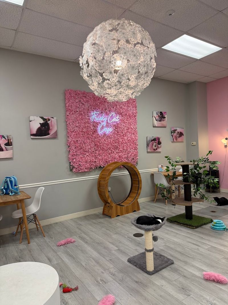 The First Cat Cafe In St Augustine's History