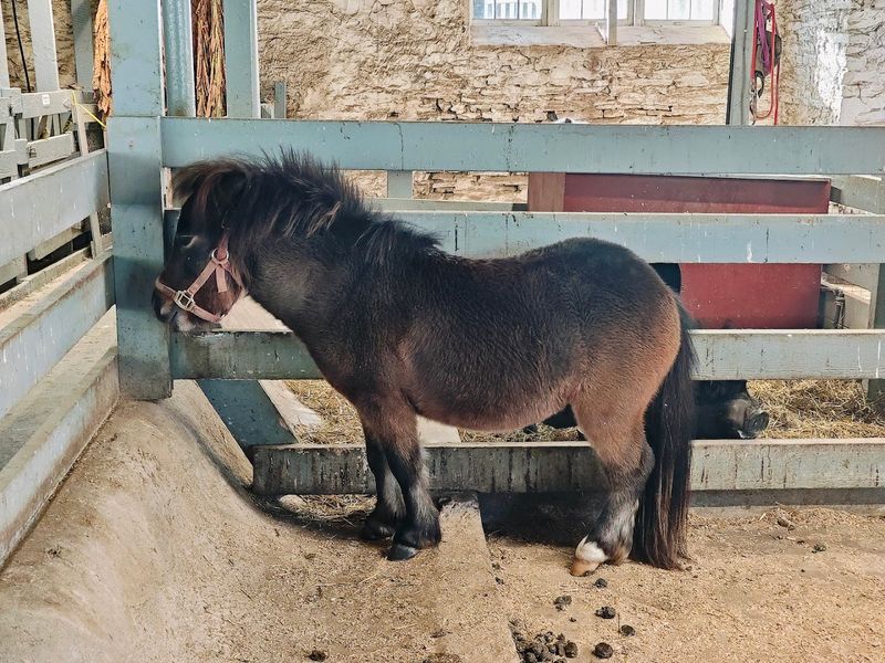 Farm Animals Make The Grounds Feel Lively