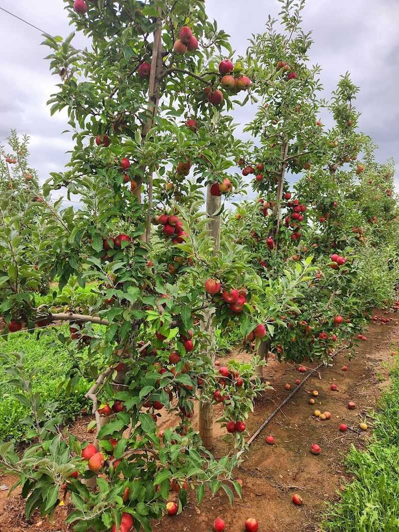 Why Pick-Your-Own Season Changes Everything