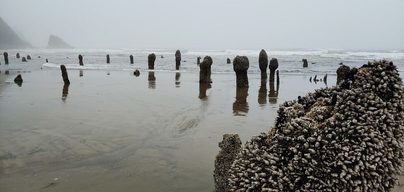 The Ghost Forest: Ancient Stumps That Stop You Cold