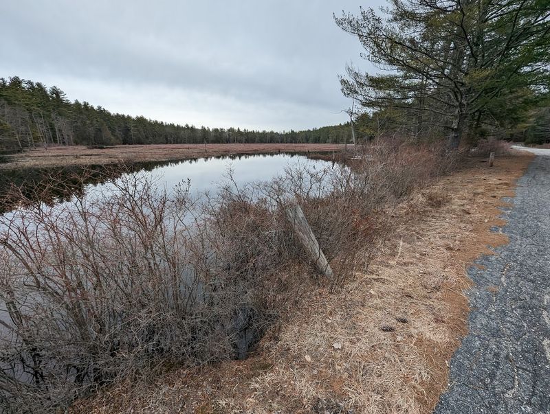 Burnham's Marsh: A Wildlife Spectacle You Did Not See Coming