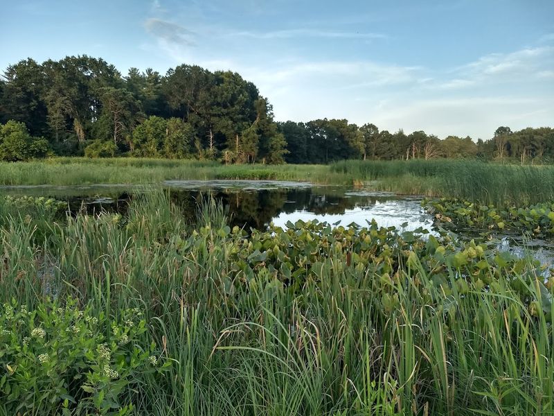 Massassauga Marsh and Its Rare Nesting Marsh Birds