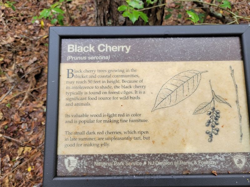 The Pine Barrens Edge: A Habitat You Cannot Find Just Anywhere