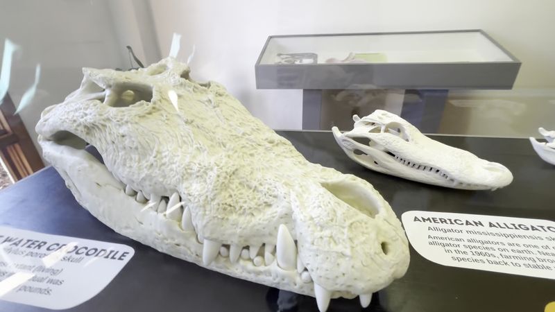 Fossils, Skulls, and Skeletons That Tell Ancient Stories