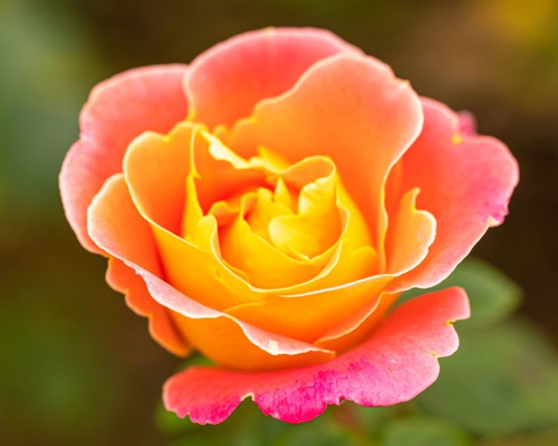 The Rose Garden That Makes Every Other Rose Garden Jealous