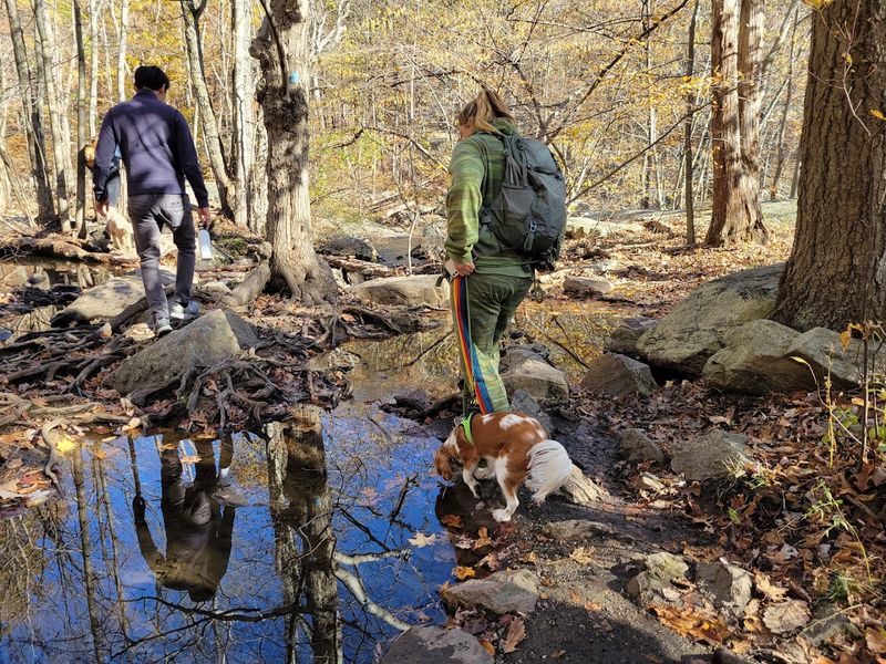 Why Locals Keep Coming Back to This Forest