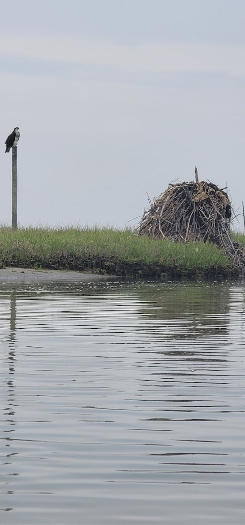 Osprey Colony: New Jersey's Most Spectacular Aerial Show
