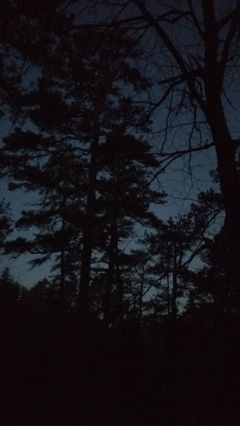 Wildlife and the Sounds of the Pine Barrens at Night