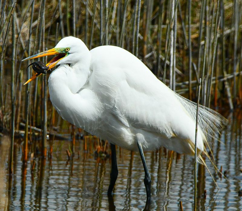 Edwin B. Forsythe National Wildlife Refuge