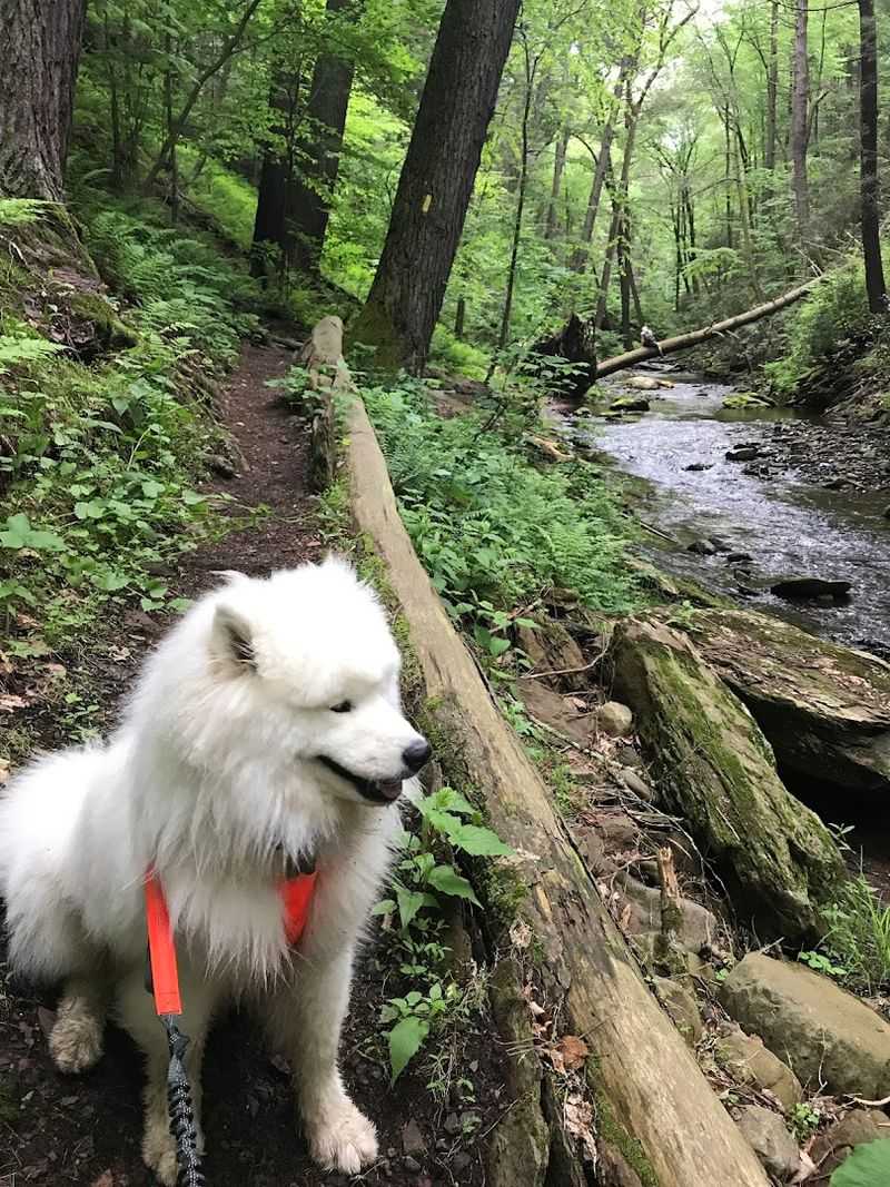 Dog-Friendly Details and What to Know Before Bringing Your Pup