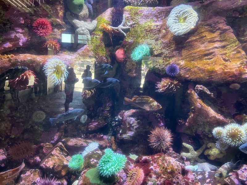 The Tide Pool Touch Tank Experience