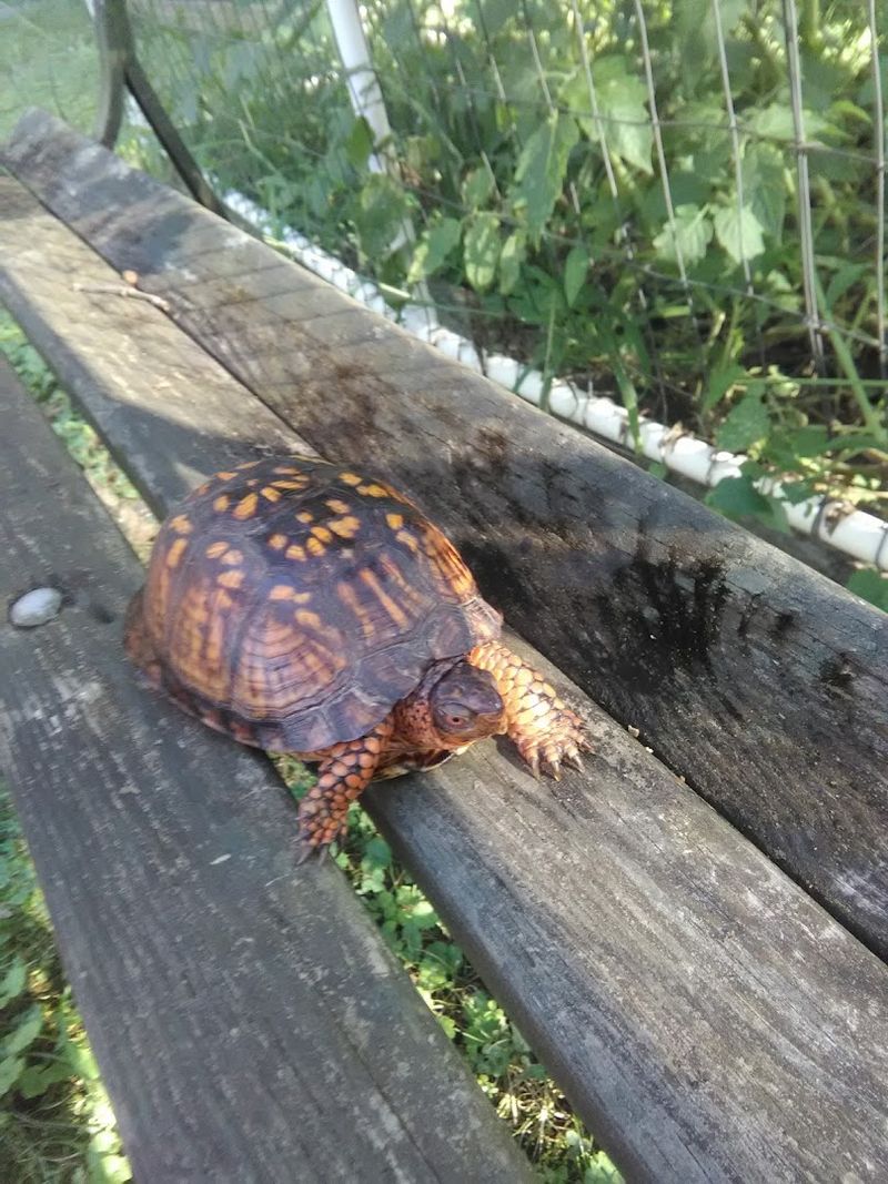 Parks, Trails, And The Great Outdoors Around Ashland