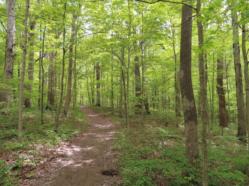 Hall Woods Nature Preserve Trail