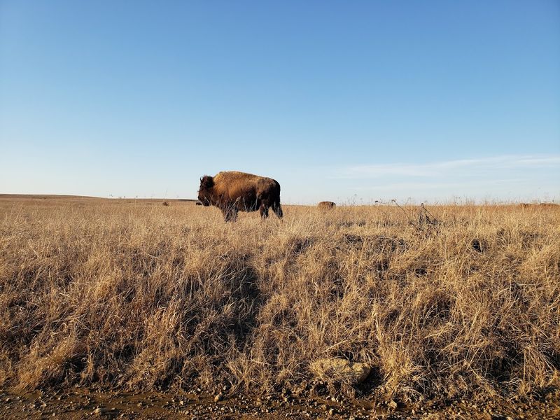 The Tallgrass Prairie Preserve and Its Wild Residents