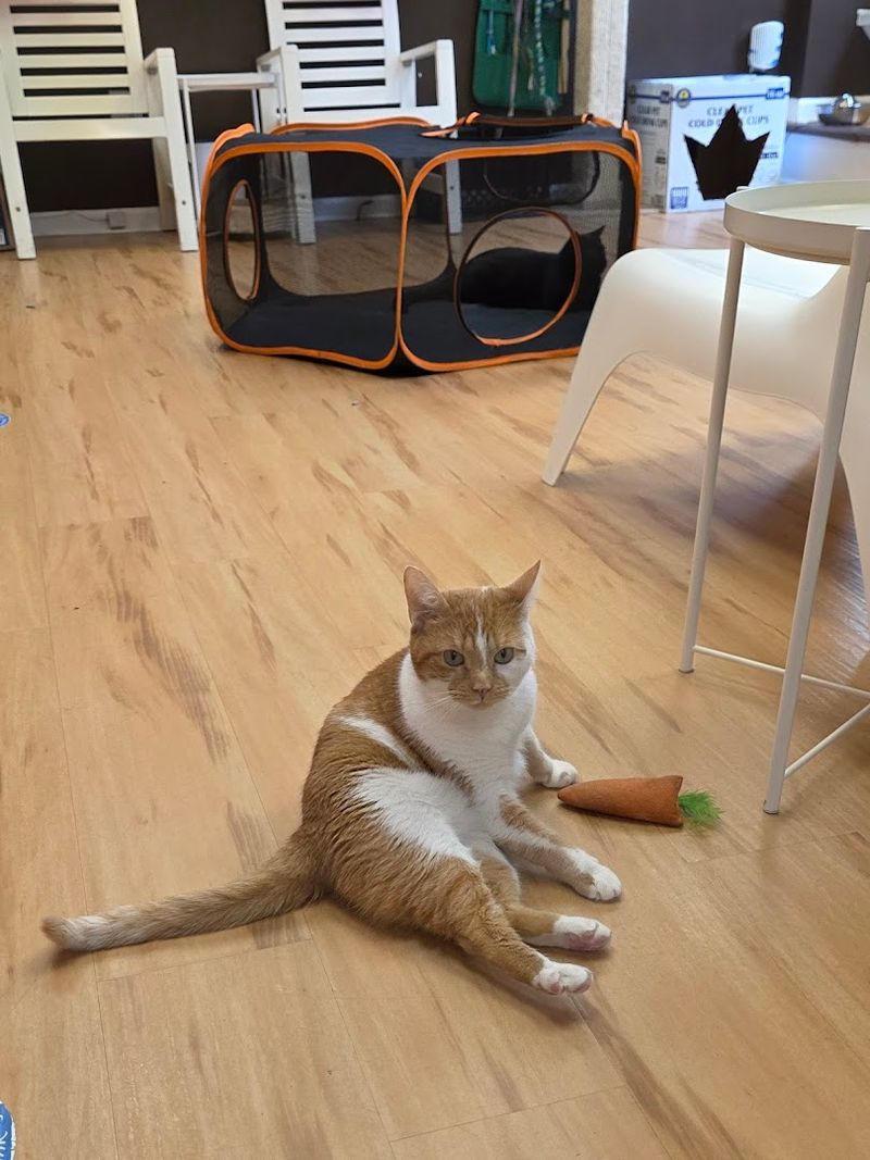 Toys And Tables Scattered Throughout Two Main Rooms