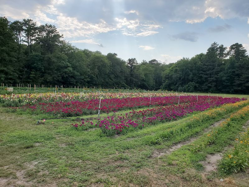 Planning Your Visit to Jaybird Hammock Farm