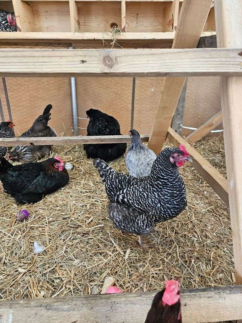 Feed The Hens At The Chicken Café