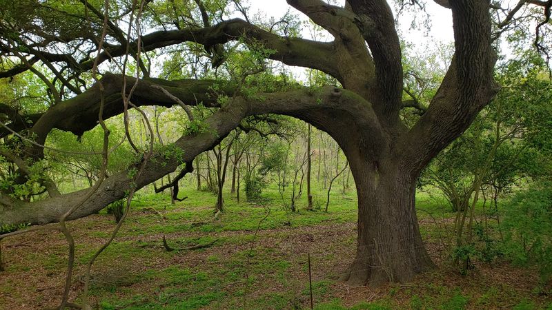 High Island: The Small Town Behind the Big Bird Scene