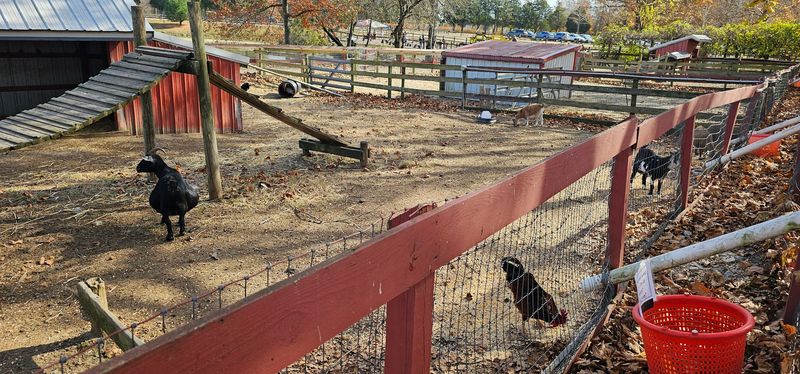 The Discovery Barnyard and Animal Farm