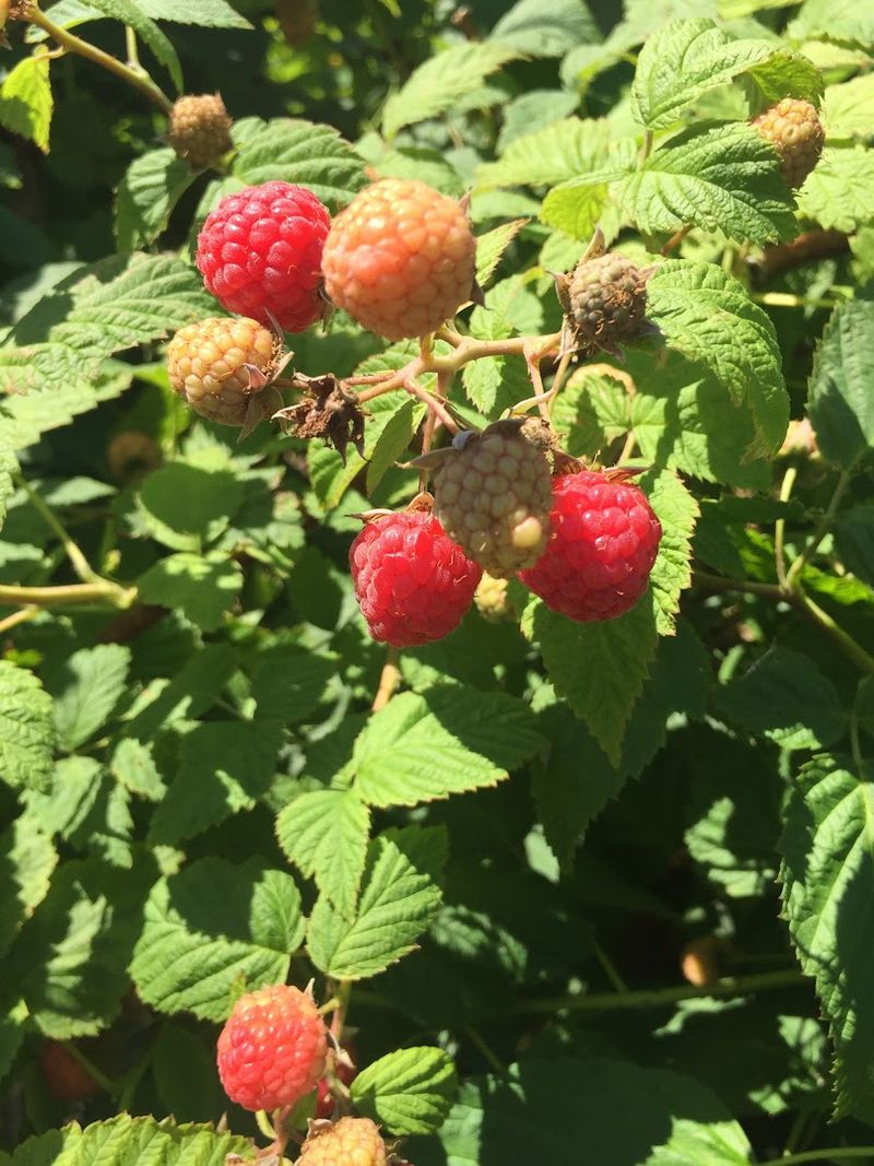Raspberry and Blueberry Picking: Midsummer in the Fields