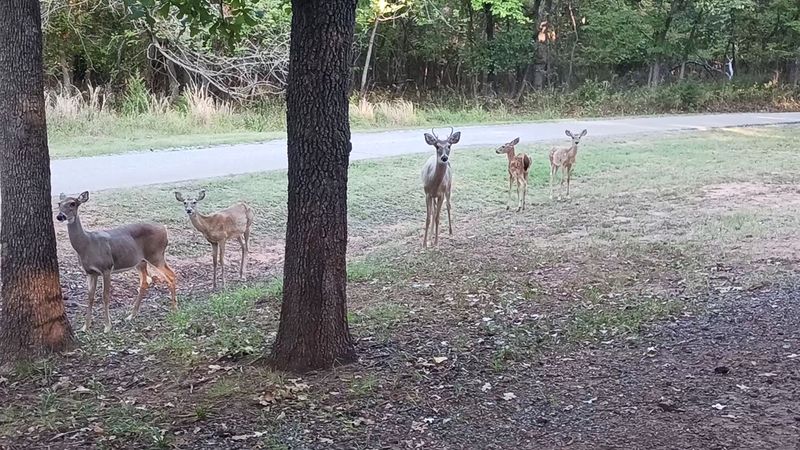 Wildlife Roams Freely and Adds to the Experience