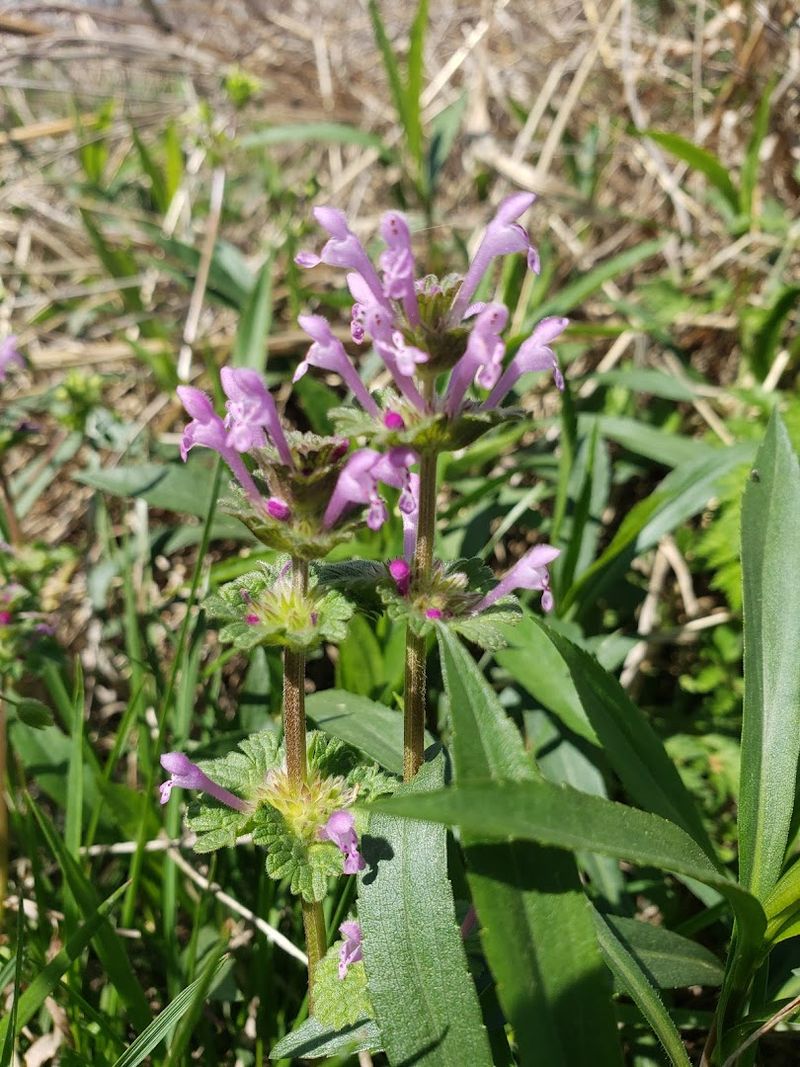 The Pollinator Garden and Native Plant Sections