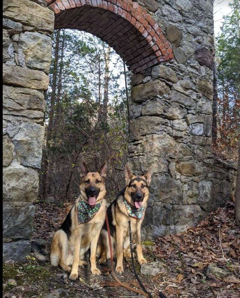 Dog-Friendly Trails That Your Pup Will Absolutely Love