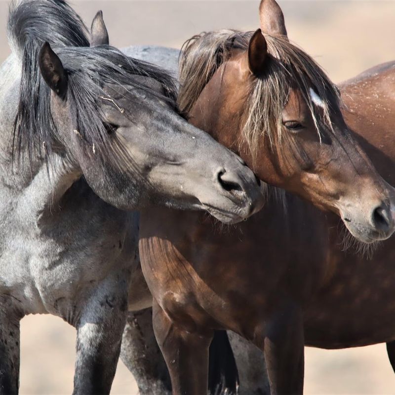 Fish Springs: Remote Solitude and Mustangs in Western Nevada