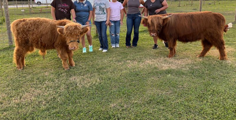 Mini Highland Cows Add A Big Surprise
