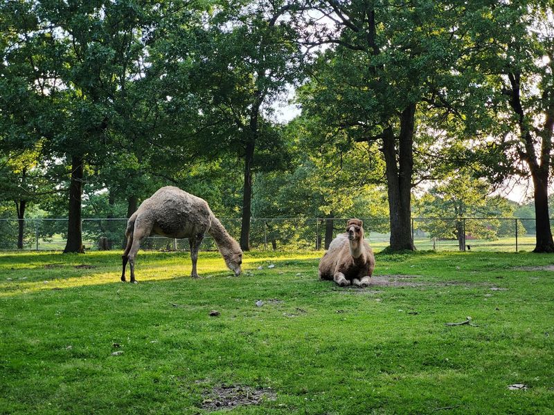 Why This Missouri Safari Deserves a Return Visit