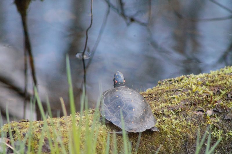 The American Woodcock and Dusk Displays
