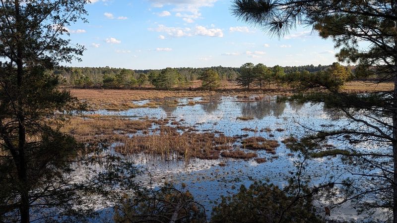 Why Franklin Parker Preserve Belongs on Every New Jersey Hiker's List