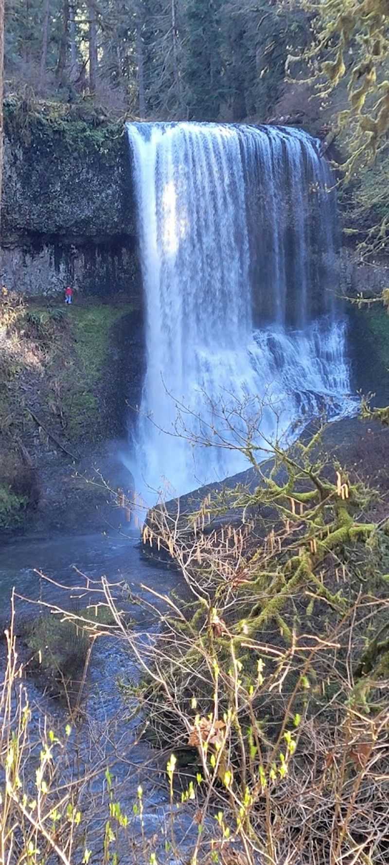 Why Silver Falls Belongs on Every Oregon Bucket List