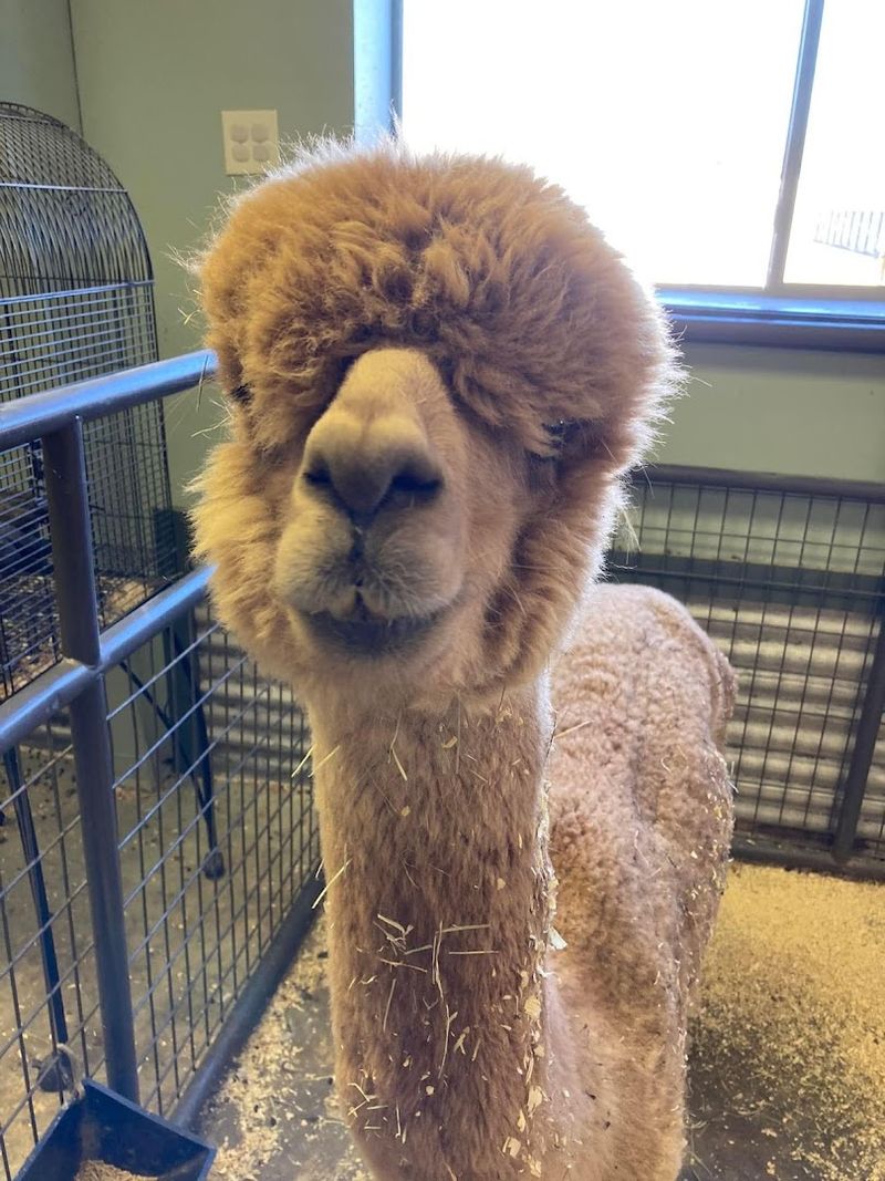 Planning Your Visit to PAWsitively Wild in Atoka