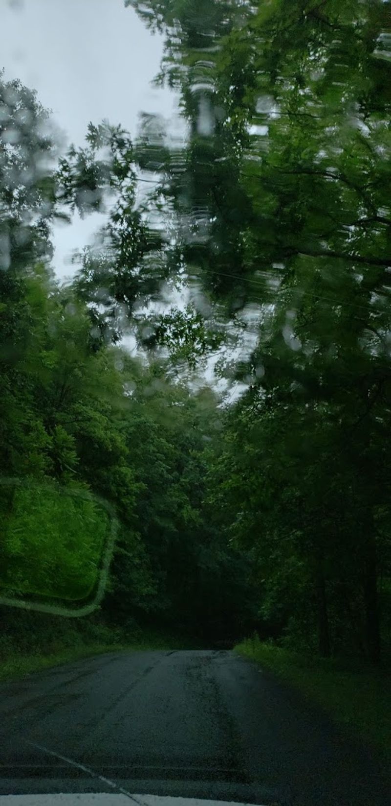 Horseback Riding Through Miles of Forest Roads and Trails