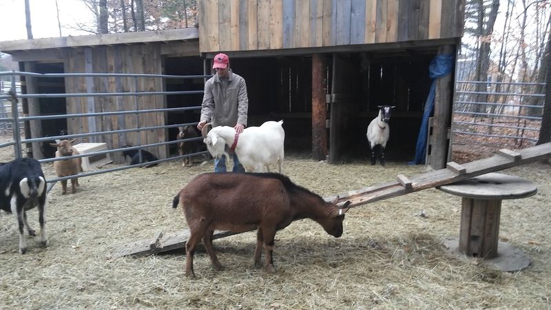 Lifetime Care for Animals Who Cannot Be Adopted