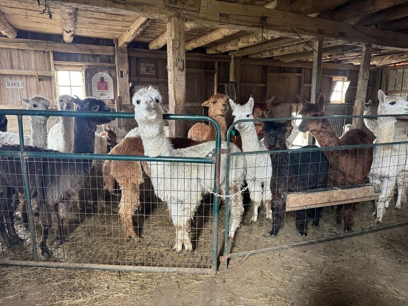 Meeting Over 60 Suri Alpacas Up Close