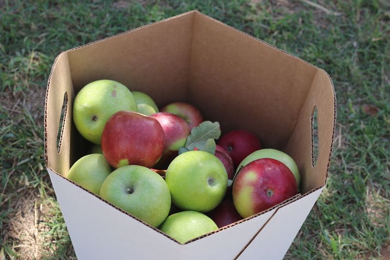 Apple Picking That Turns Into a Whole Afternoon