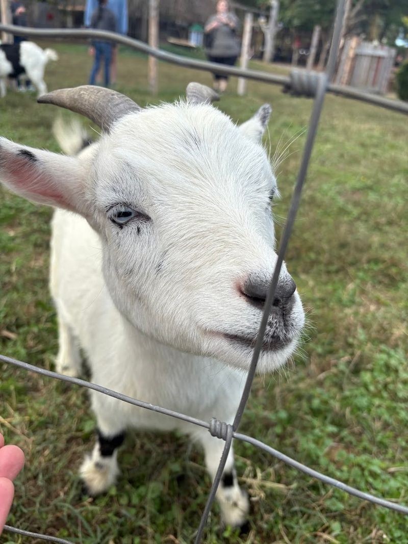 Farm Animals That Steal Every Single Show