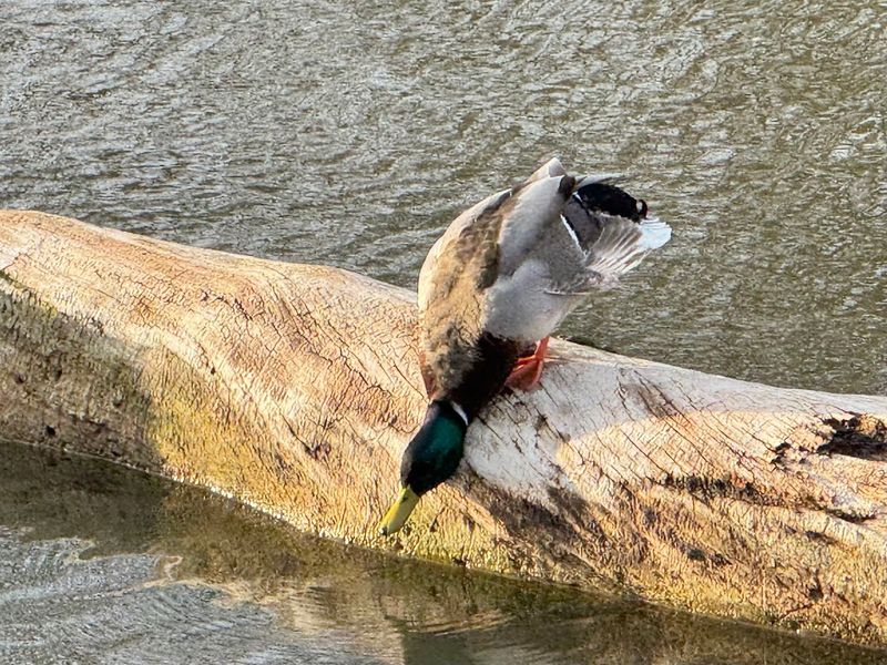 Martin Nature Park, Oklahoma City, Oklahoma