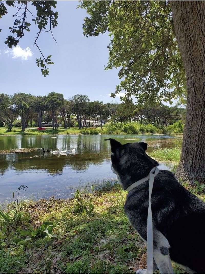 Dogs Welcome: A Park That Does Not Forget Your Pet