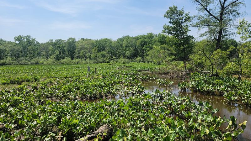 The Beaver Lodge You Did Not Expect to Find