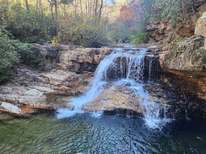 Mountain Laurel and Rhododendron Blooms in the Gorge