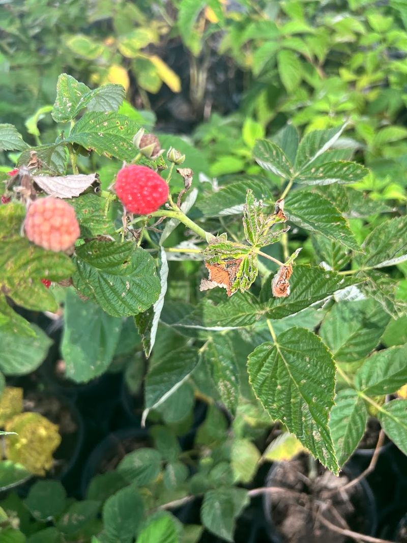 U-Pick Raspberry Farms Around the Area