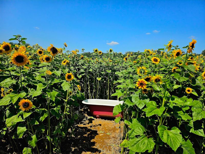 Sunflower Picking: A Field That Stops You in Your Tracks