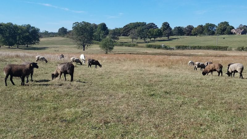 Claremore and Shepherd's Cross