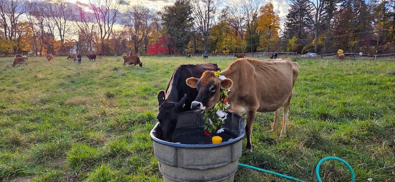 Heritage Breed Animals and Farm-Fresh Meats